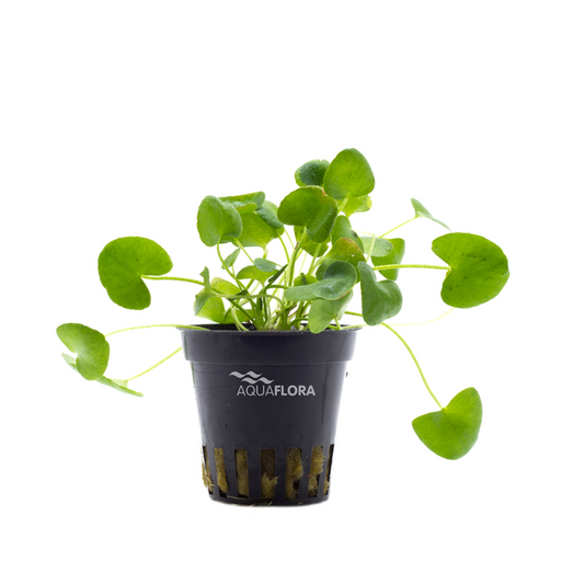 Nymphoides sp. ‘Taiwan’ | Zarte, hellgrüne Rosettenpflanze mit Schwimmblatt-Wuchs