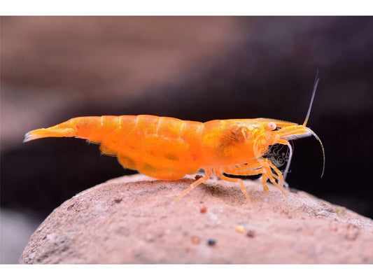 Orange Sakura Garnele OE - Neocaridina davidi