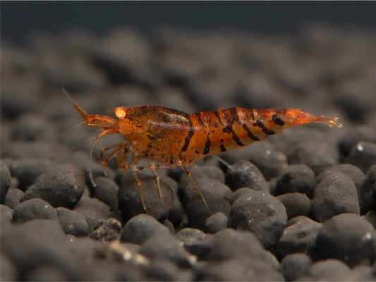 Orange Tiger OE Garnele - Caridina serrata