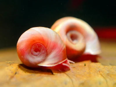 Orangene Posthornschnecke - Planorbarius Corneus