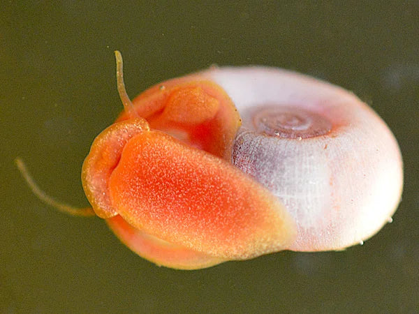 Orangene Posthornschnecke - Planorbarius Corneus