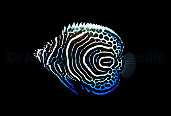 Pomacanthus imperator  Nachzucht