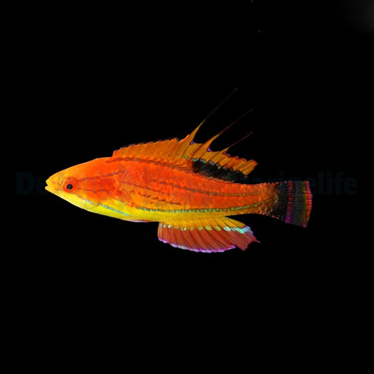 Paracheilinus carpenteri - Carpenters Zwerglippfisch juvenil