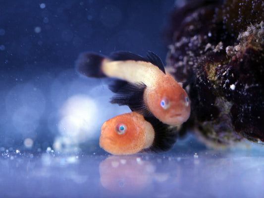 Paragobiodon lacunicolus (RAR) – Panda-Goby