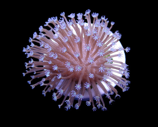 Sarcophyton ehrenbergi – „Weeping Willow“