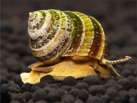Piano Schnecke - Taia Naticoides