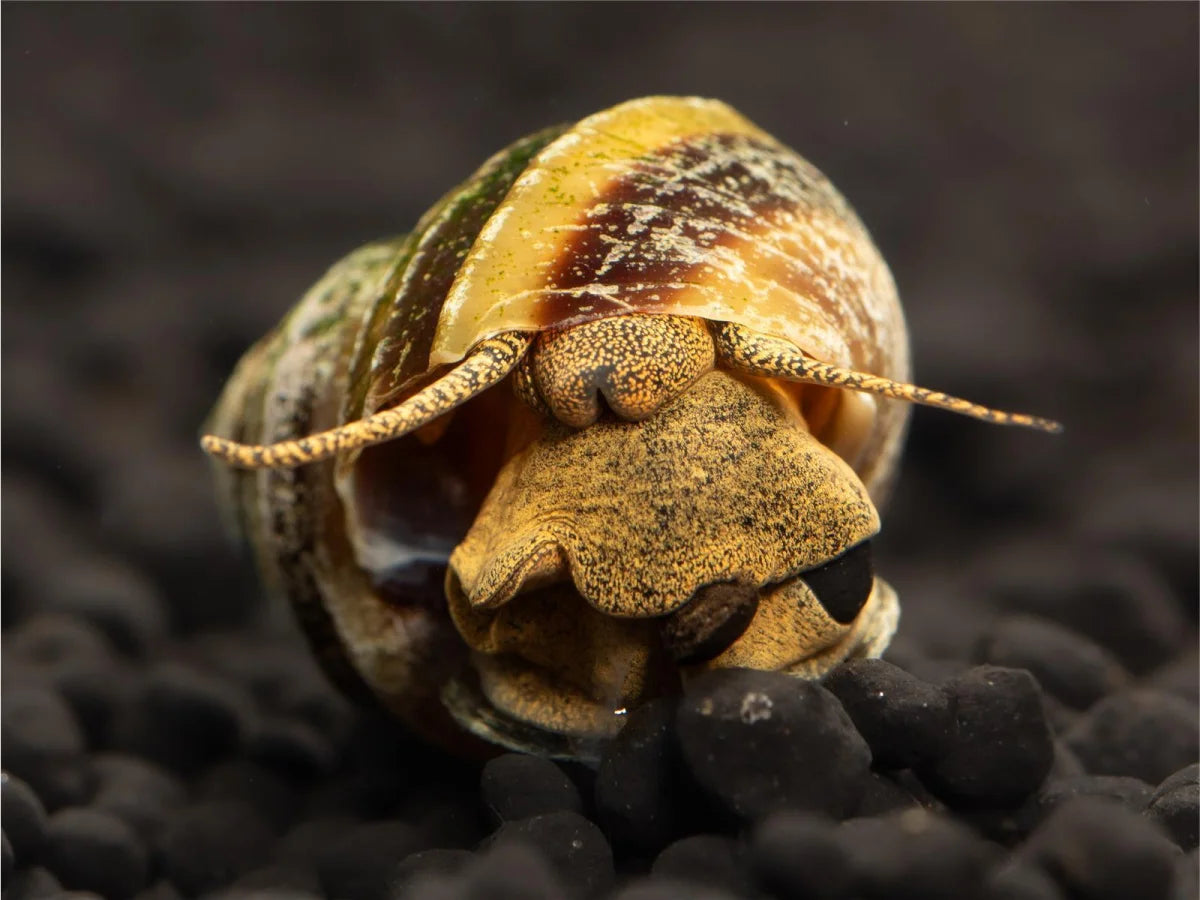 Piano Schnecke - Taia Naticoides