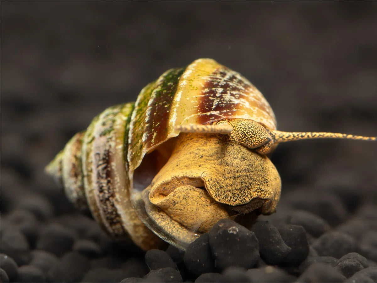 Piano Schnecke - Taia Naticoides