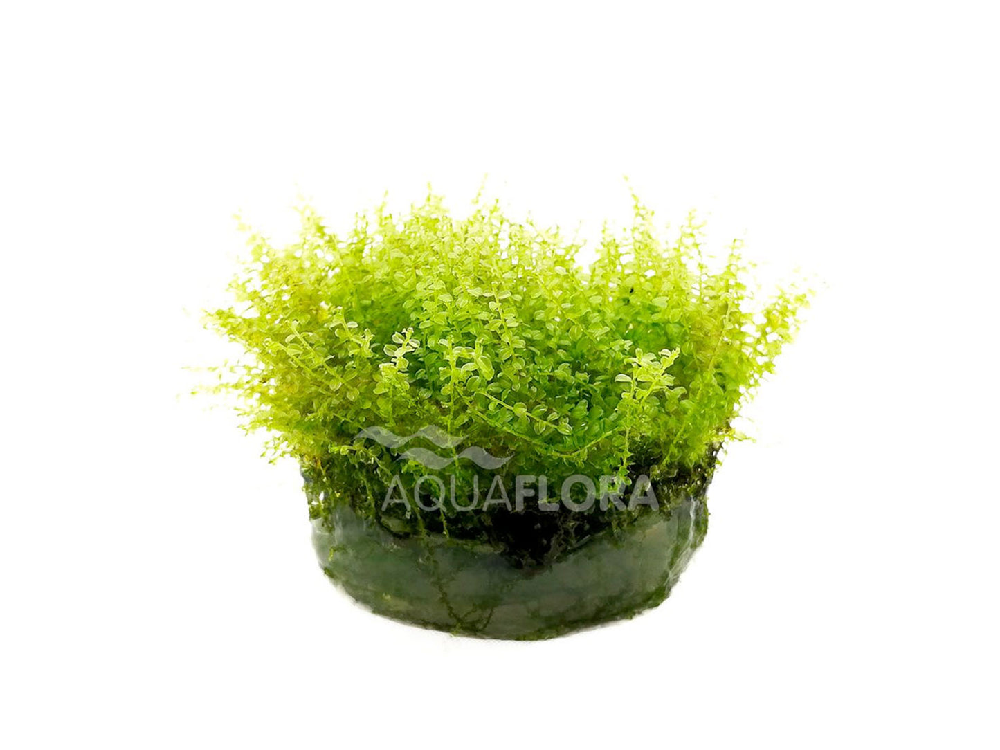 Plagiomnium affine InVitro | Robust-grünes Aquarienmoos für Naturaquarien & Aquascaping