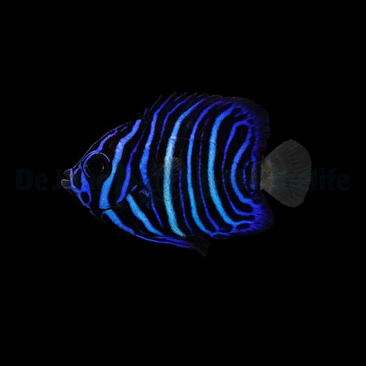 Pomacanthus asfur Nachzucht