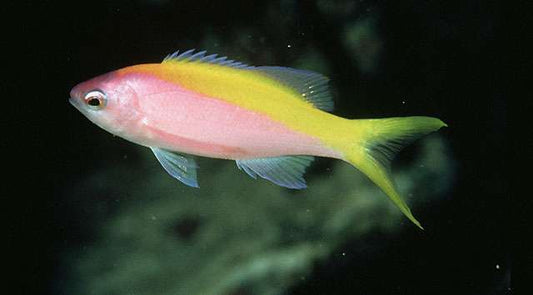 Pseudanthias evansi – Gelbschwanzfahnenbarsch