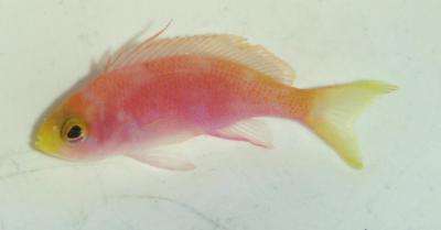 Angebot 6x Pseudanthias pulcherrimus – Malediven-Fahnenbarsch, Weibchen