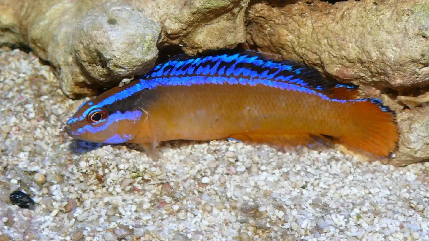 Aldabra Zwergbarsch Pseudochromis aldabraensis Nachzucht