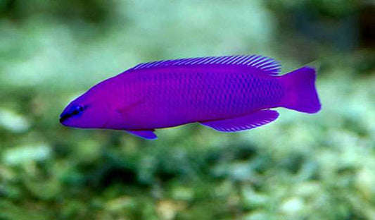 Pseudochromis fridmani - Fridmanns Zwergbarsch