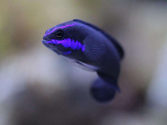 Pseudochromis springeri - Springers Zwergbarsch