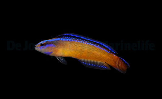 Pseudochromis aldabraensis Nachzucht