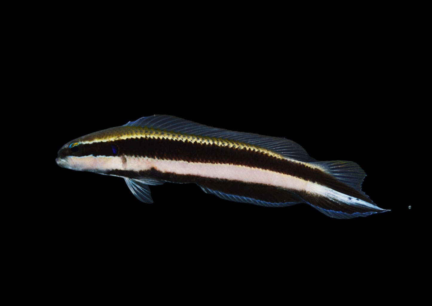 Pseudochromis sankeyi Nachzucht