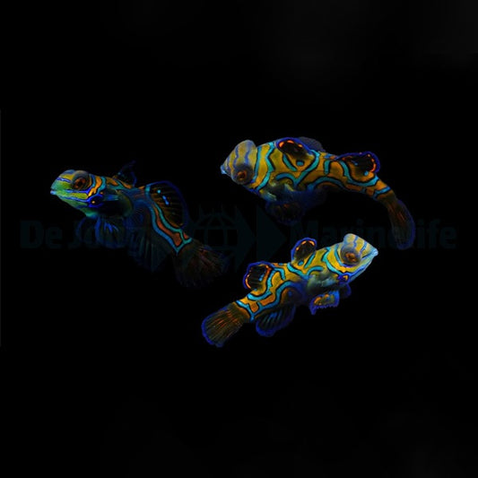 Pterosynchiropus splendidus Nachzucht