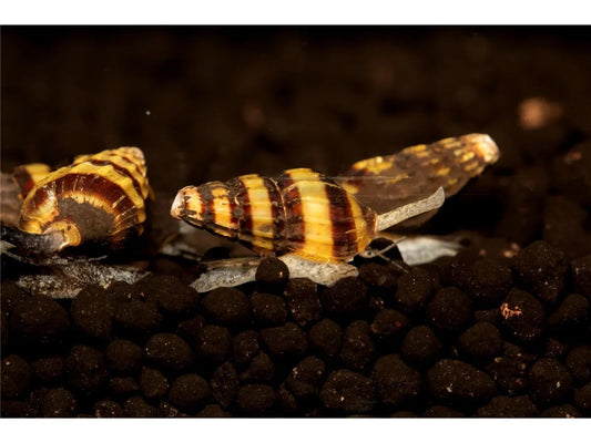 Raubturmdeckelschnecke - Clea Helena