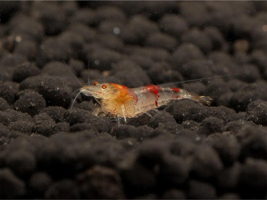 Red Ghost Bee Garnele - Caridina logemanni