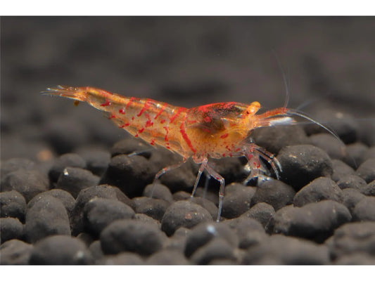 Red Tiger OE Garnele - Caridina cantonensis