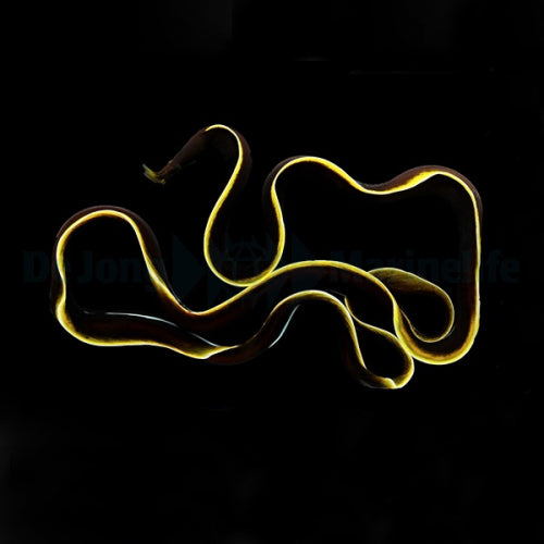 Rhinomuraena quaesita - Nasen-Muräne schwarz-gelb