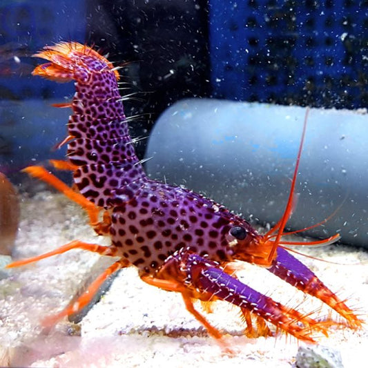 Enoplometopus debelius - Debelius Riffhummer