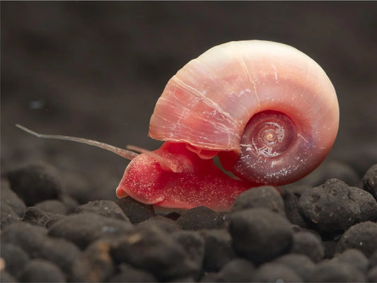 Rosa Pinke Posthornschnecke - Planorbarius Corneus