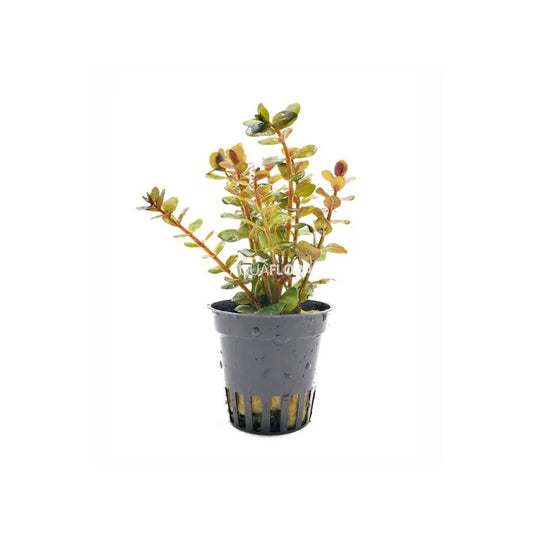 Rotala sp. ‘Yao Yai’ | Intensiv rote Aquariumpflanze fürs Aquascaping