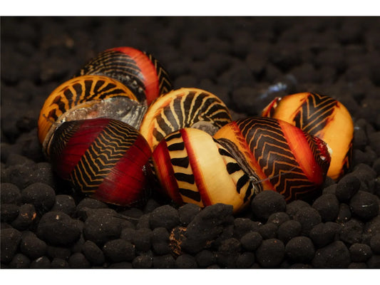 Rote Rennschnecke - Vettina Waiginensis