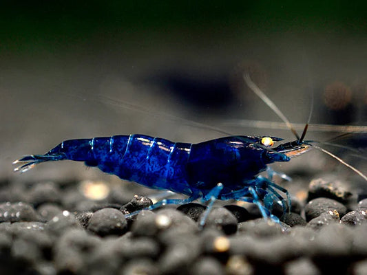 Royal Blue Tiger OE Garnele - Caridina cantonensis