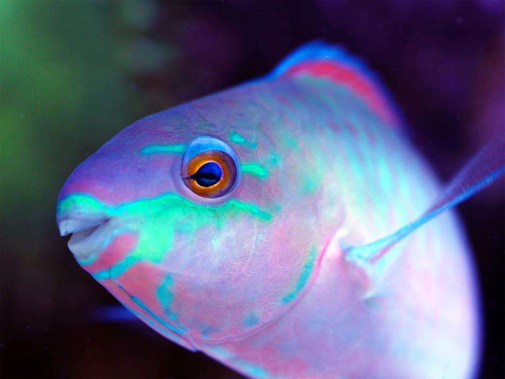 Scarus quoyi - Quoys Papageilippfisch