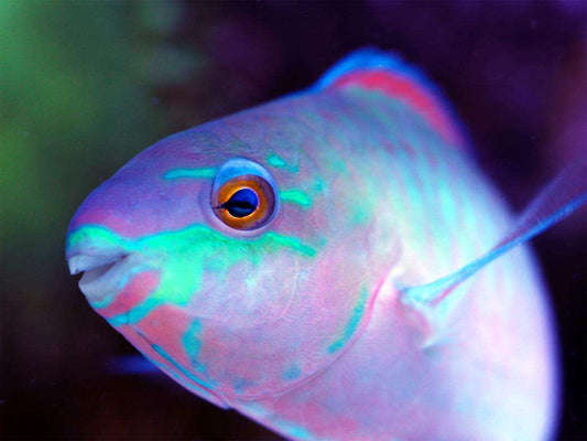 Scarus quoyi - Quoys Papageilippfisch