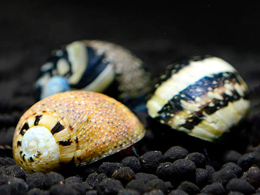 Spiralschnecke gem. - Cliton Sp.