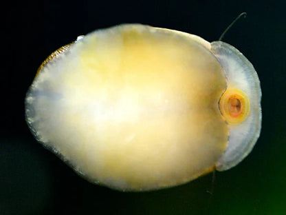 Stahlhelmschnecke / Rotlippen Helmrennschnecke (Neritina pulligera)