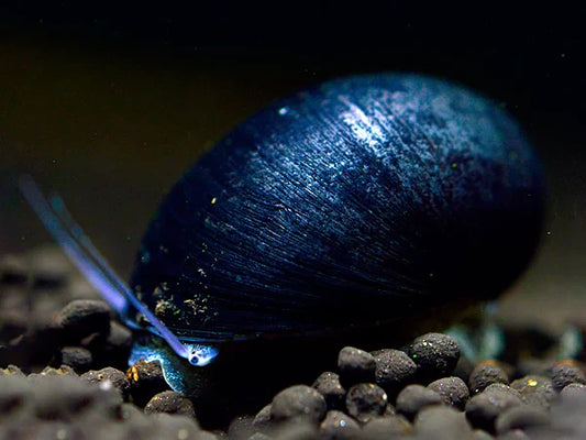 Stahlhelmschnecke / Rotlippen Helmrennschnecke (Neritina pulligera)
