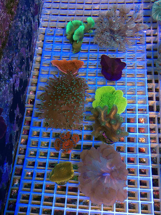 Steinkorallen 10er Sortiment Frags LPS und SPS