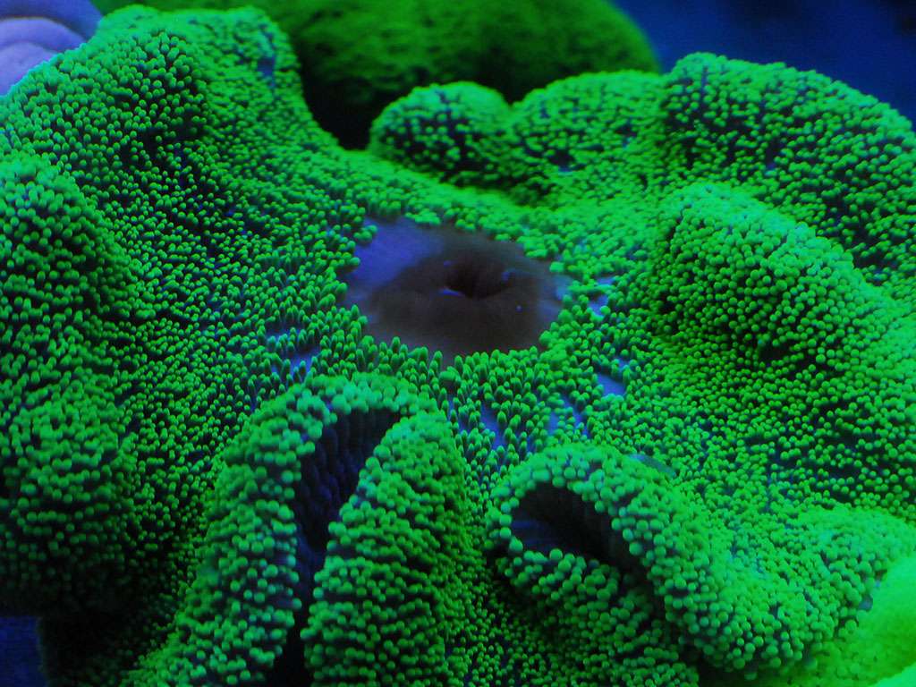 Stichodactyla haddoni - Teppichanemone grün