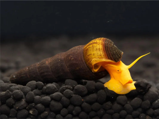 Sulawesi Turmdeckelschnecke - Tylomelania Sp.