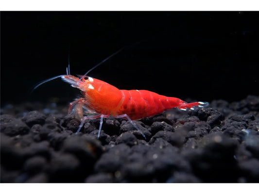 Super Crystal Red Garnele - Caridina logemanni