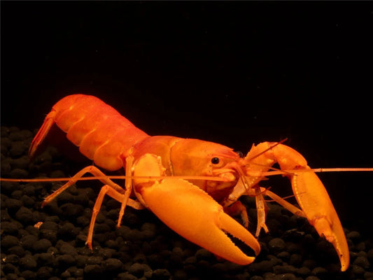 Super Orange Flusskrebs - Cherax Snowden