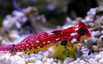 Synchiropus sycorax - Roter Philippinen Leierfisch