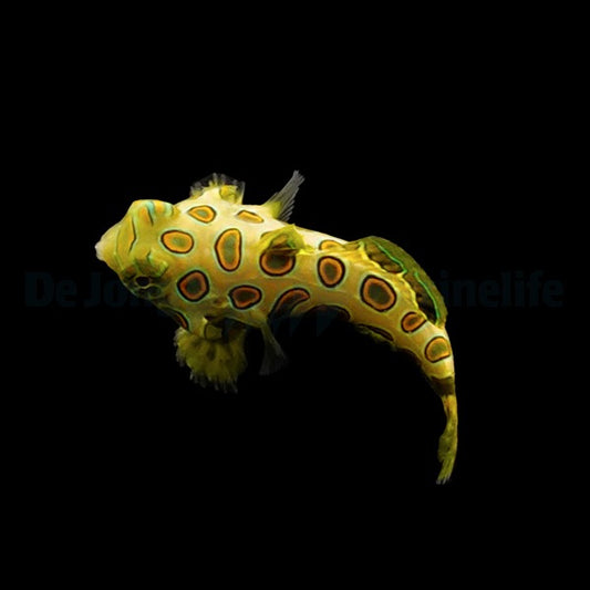 LSD Mandarin Pterosynchiropus picturatus