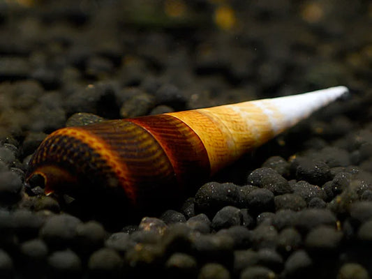 Teufelsdornschnecke - Faunus Sp.