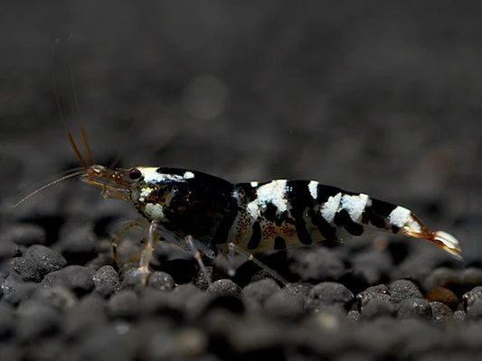Crevette noire abeille tigrée - Caridina cantonensis