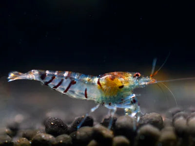 Tiger Garnele - Caridina cantonensis