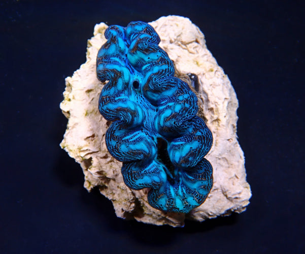 Tridacna crocea – A-Grade