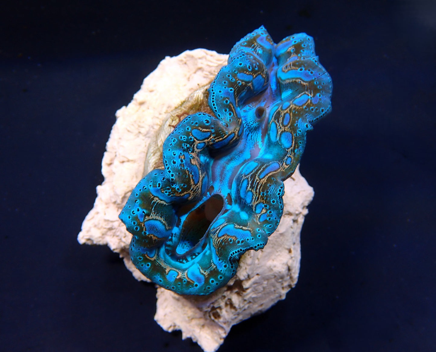 Tridacna crocea – A-Grade