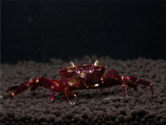 Unterwasserkrabbe "Matano Purple" - Syntripsa matannensis