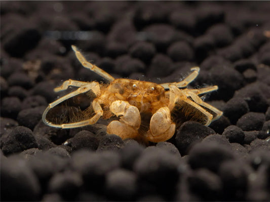 Unterwasserkrabbe "Microspider" - Limnopilos naiyanetri